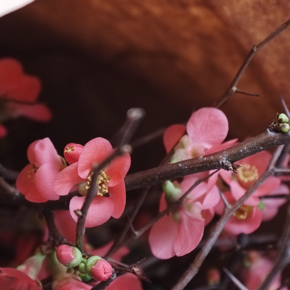 New_York_flower_market_visiting_with_kids_little_kin_journal_9